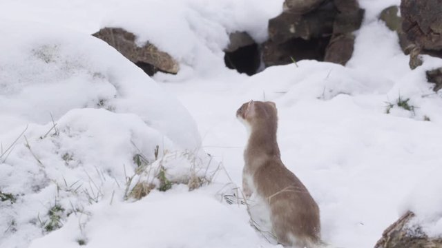 stoat in winter
