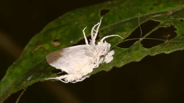 Cordyceps fungus parasitizing a moth. A parasitic fungus which infects and kills insects. Alters the behaviour of its host ensuring it will die in a high place, so the spores spread easily. 