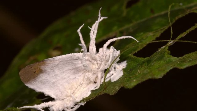 Cordyceps fungus parasitizing a moth. A parasitic fungus which infects and kills insects. Alters the behaviour of its host ensuring it will die in a high place, so the spores spread easily. 