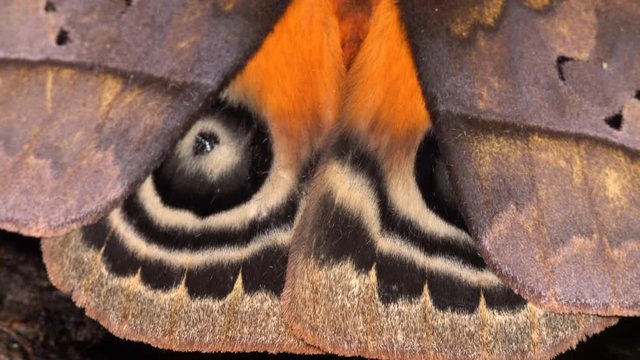 Saturniid moth (Automeris argentifera) at rest on a branch in the rainforest, Ecuador. This moth has striking eyespots on the hind wings which are revealed to startle predators.