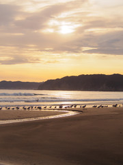 夕暮れの浜辺に集う鳥たち