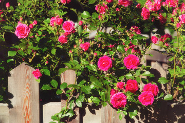 Fototapeta premium Bush of pink roses, summertime floral background
