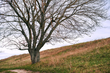 one tree without leaves is on the hill - beautiful autumn landscape in forest and moody sky