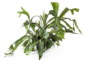 Platycerium plant in studio