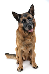 german shepherd in studio