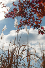 紅葉とすすき