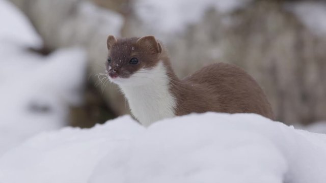 Stoat in the snow