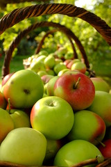 Organic apples in baskets. Fresh apples in nature