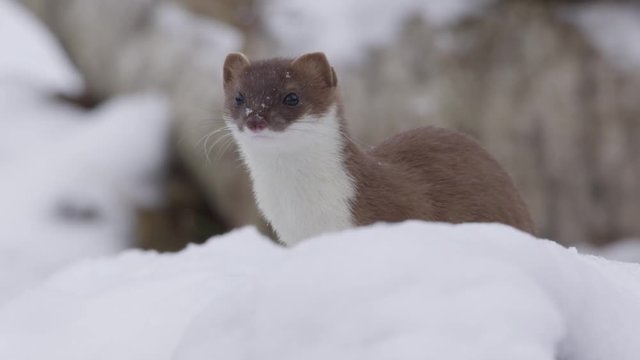 Stoat in the snow