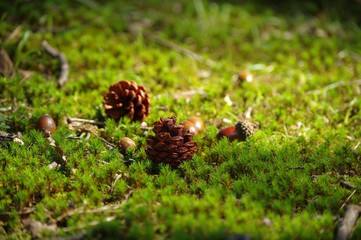 松ぼっくり　Pine cones