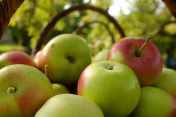 Organic apples in baskets. Fresh apples in nature