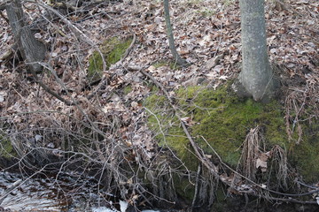 moss by trees and water