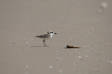 Male Malaysian plover is a small wader that nests on beaches and salt flats in Southeast Asia. 