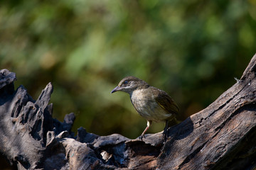Obraz premium streak-eared bulbul is a member of the bulbul family of passerine birds. It is found from Thailand and northern and central Malay Peninsula to southern Indochina. 