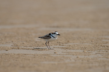 Male Malaysian plover is a small wader that nests on beaches and salt flats in Southeast Asia. 