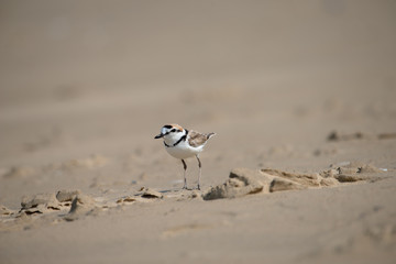 Male Malaysian plover is a small wader that nests on beaches and salt flats in Southeast Asia. 