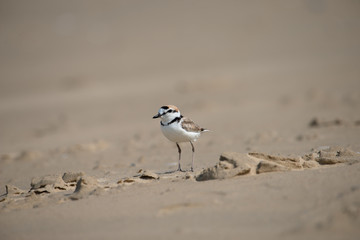 Male Malaysian plover is a small wader that nests on beaches and salt flats in Southeast Asia. 