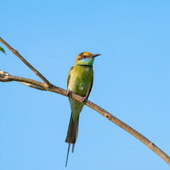 Green bee-eater or little green bee-eater is a near passerine bird in the bee-eater family. They are mainly insect eaters and they are found in grassland.