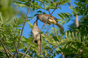 streak-eared bulbul is a member of the bulbul family of passerine birds. It is found from Thailand and northern and central Malay Peninsula to southern Indochina. 