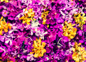 Colorful orchid flower background