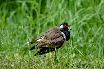 Red-wattled lapwing is an Asian lapwing or large plover, a wader in the family Charadriidae. They are ground birds that are incapable of perching.