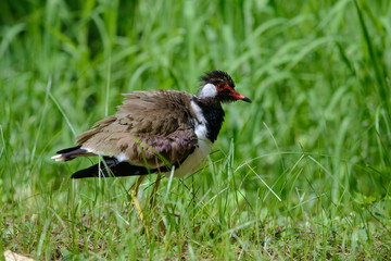 Red-wattled lapwing is an Asian lapwing or large plover, a wader in the family Charadriidae. They are ground birds that are incapable of perching.