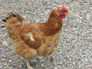 hen and chickens