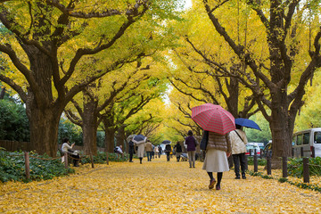 The Ginkgo street avenue in Meiji Jingu Gaien Park (Meiji-Jingu-Gaien) is one of the most famous...