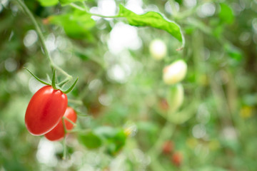 hydroponic fresh tomato in greenhouse