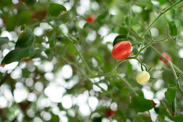 hydroponic fresh tomato in greenhouse