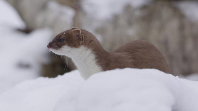 Stoat in the snow