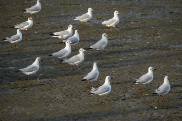 Seagull at bangpu recreation center samut prakan thailand