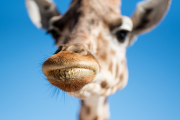 lips of a giraffe - close up composition