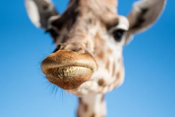 Papier peint photo autocollant rond Girafe lips of a giraffe - close up composition