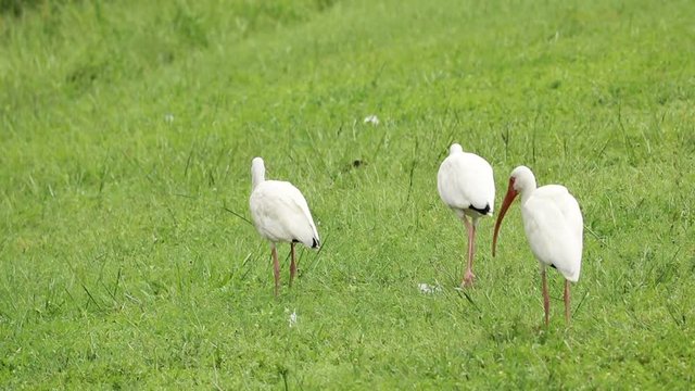 Three ibises walking away