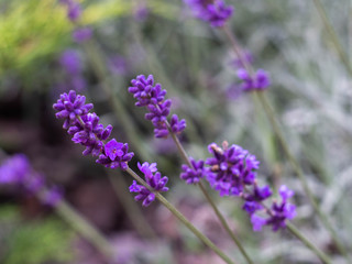 Fild of flowering lavender. Lilac lavender flowers in the garden. Lavender, Lavandula officinalis.