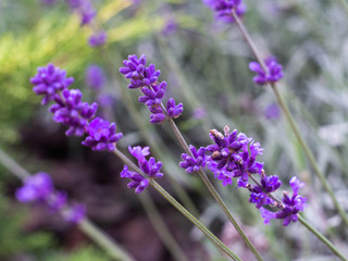 Fild of flowering lavender. Lilac lavender flowers in the garden. Lavender, Lavandula officinalis.