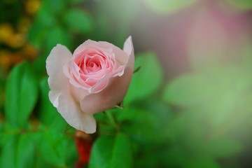 pink rose greeting card for love soft bacgrounds