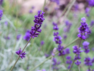 Fild of flowering lavender. Lilac lavender flowers in the garden. Lavender, Lavandula officinalis.