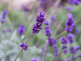 Fild of flowering lavender. Lilac lavender flowers in the garden. Lavender, Lavandula officinalis.