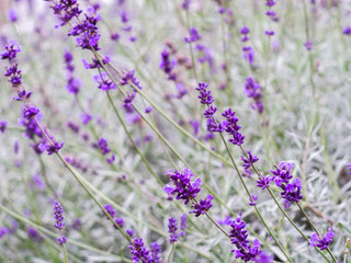 Fild of flowering lavender. Lilac lavender flowers in the garden. Lavender, Lavandula officinalis.