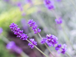 Fild of flowering lavender. Lilac lavender flowers in the garden. Lavender, Lavandula officinalis.