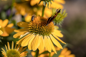 Painted Lady (Vanessa cardui), butterfly feeding on Black eyed Susan(Rudbeckia hirta), in garden