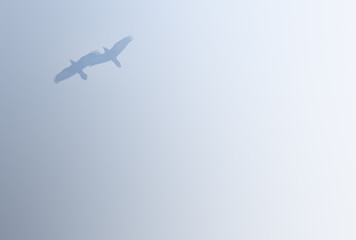 Krähen im Nebel