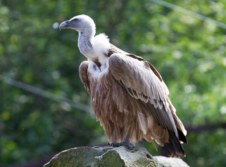 Portrait of griffon vulture (Gyps fulvus)