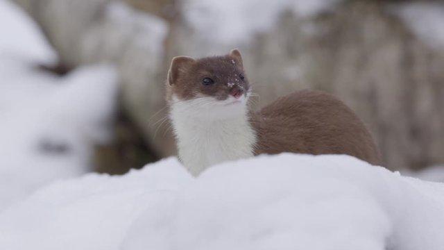 Stoat in the snow