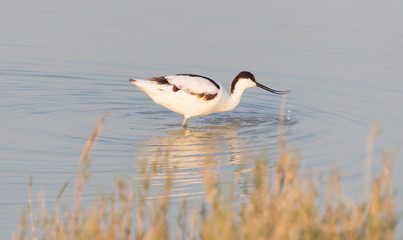 Pied avocet (Recurvirostra avosetta)