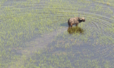 Water buffalo in the Okavango delta
