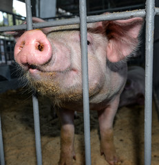 Funny pink pig with a big snatch behind bars