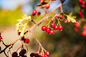 Herbstfarben mit Weißdorn 